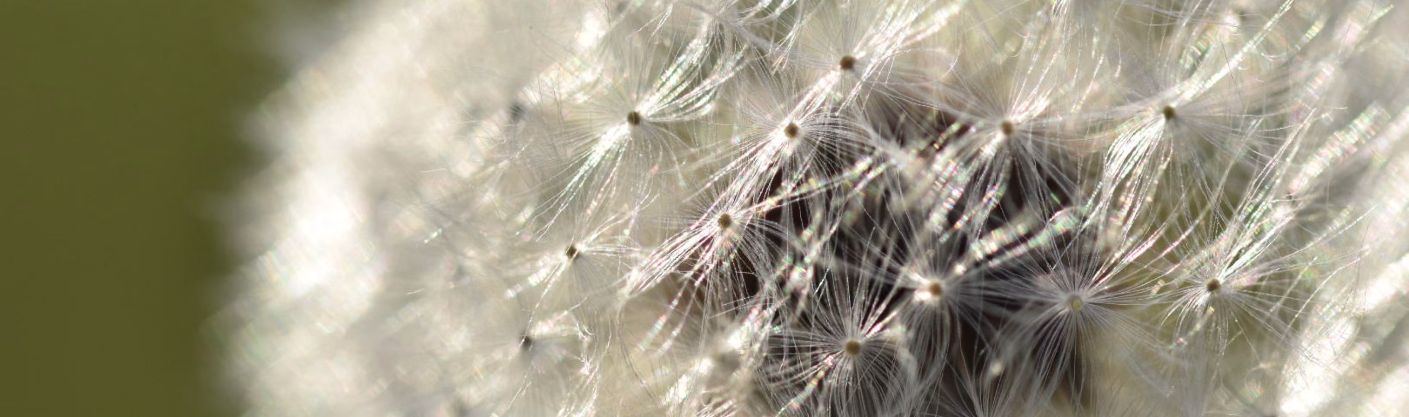 Nahaufnahme einer Pusteblume im Gegenlicht – Naturmotiv zur Körpertherapie bei Antje Ansorge in Potsdam.