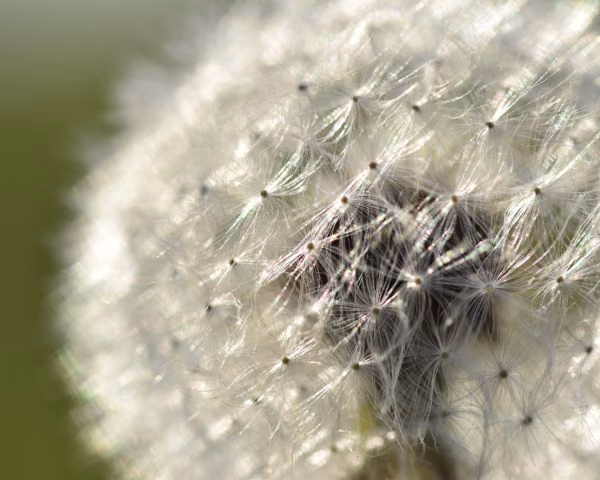 Nahaufnahme einer Pusteblume im Gegenlicht – Naturmotiv zur Körpertherapie bei Antje Ansorge in Potsdam.