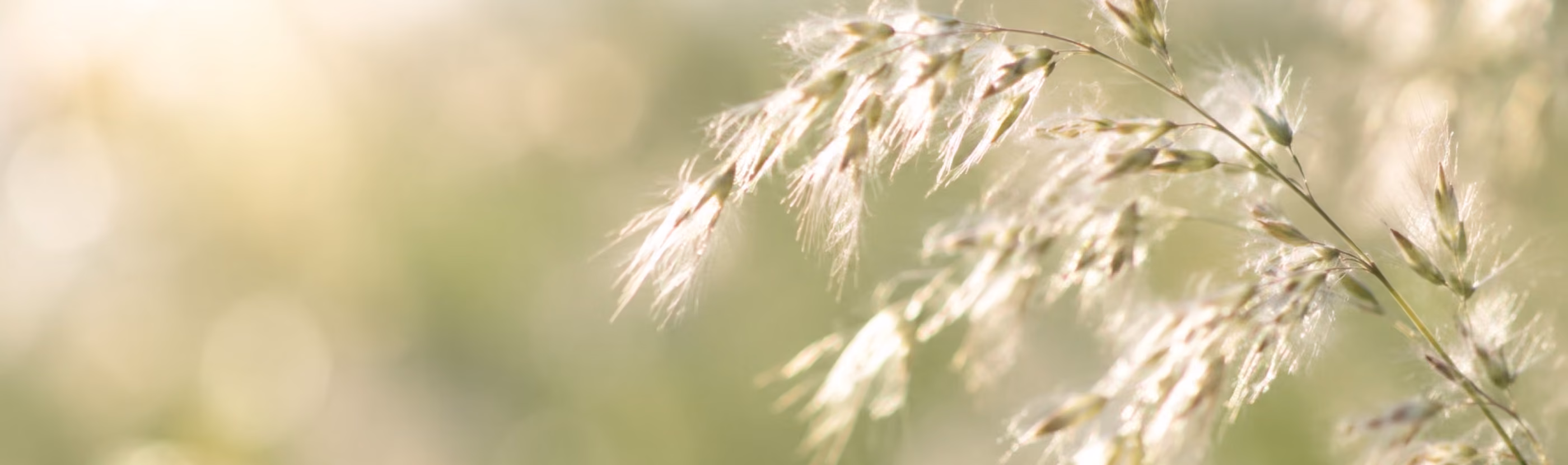 Feine Gräser im warmen Gegenlicht – ruhiges Naturmotiv zur Über-mich-Seite von Antje Ansorge, Logopädin und Heilpraktikerin für Psychotherapie in Potsdam.