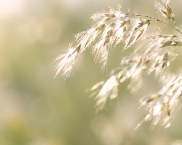 Feine Gräser im warmen Gegenlicht – ruhiges Naturmotiv zur Über-mich-Seite von Antje Ansorge, Logopädin und Heilpraktikerin für Psychotherapie in Potsdam.