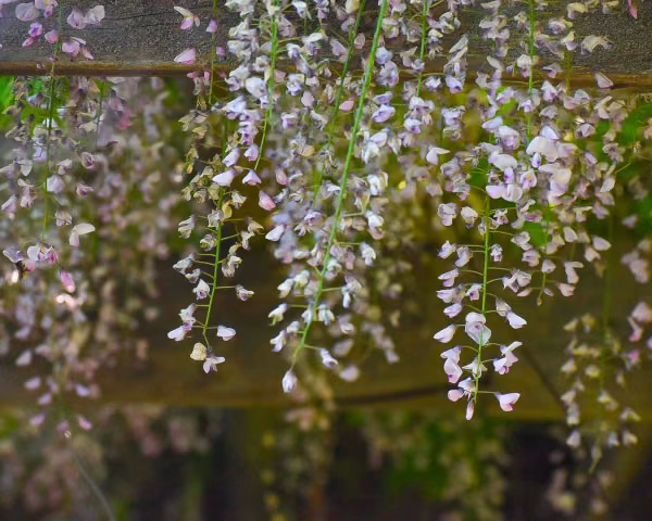 Blühende Glyzinien – Naturmotiv als Stimmungsbild von Antje Ansorge in Potsdam.