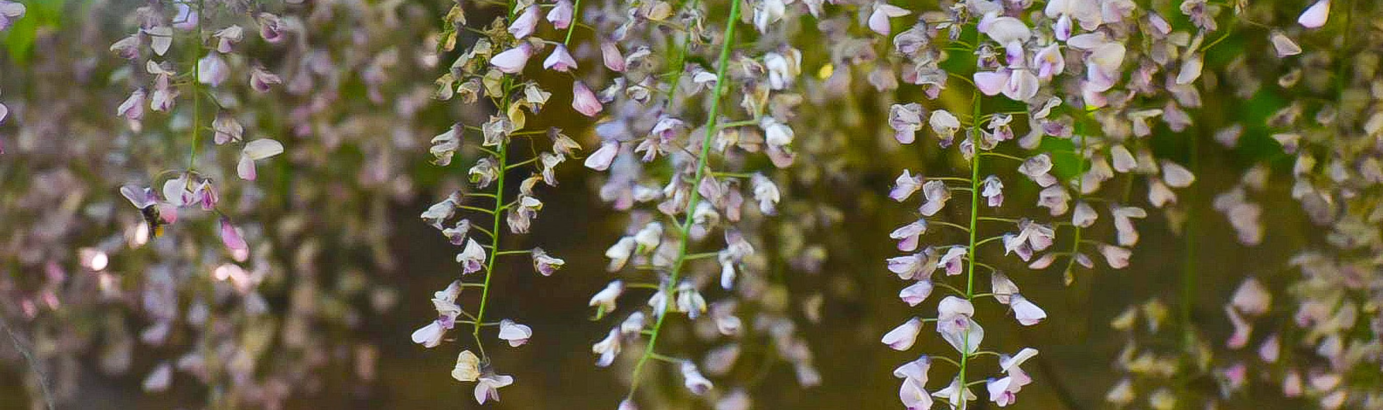 Blühende Glyzinien – Naturmotiv als Stimmungsbild von Antje Ansorge in Potsdam.