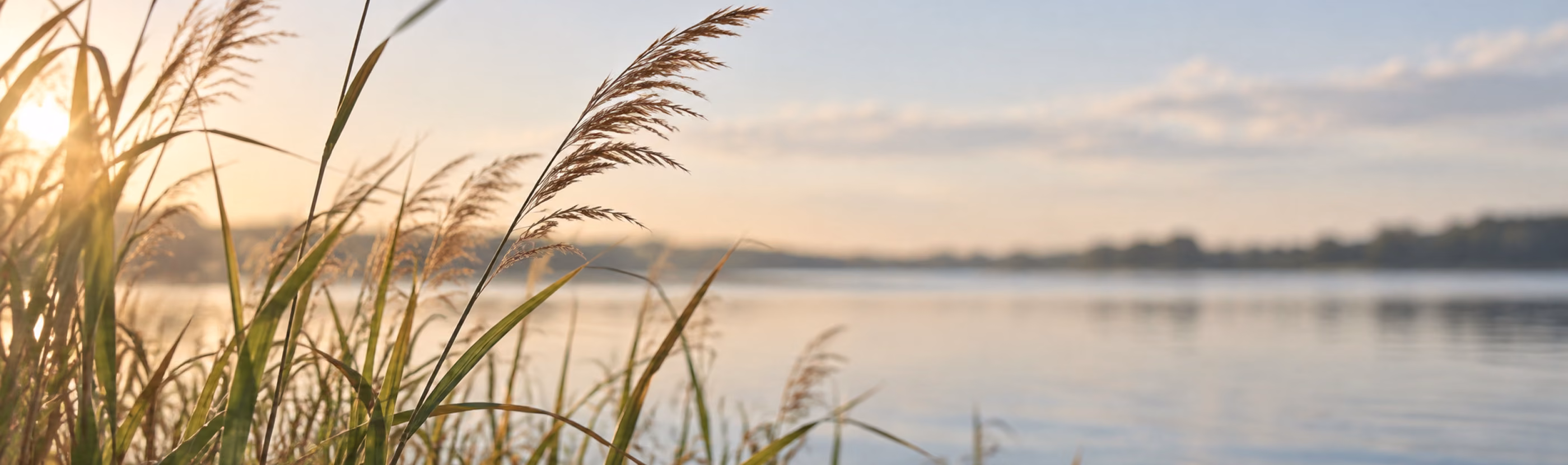 Schilf am Wasser im Morgenlicht – Praxis für Logopädie und psychosomatische Logopädie bei Antje Ansorge in Potsdam.