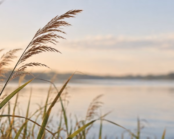 Schilf am Wasser im Morgenlicht – Praxis für Logopädie und psychosomatische Logopädie bei Antje Ansorge in Potsdam.